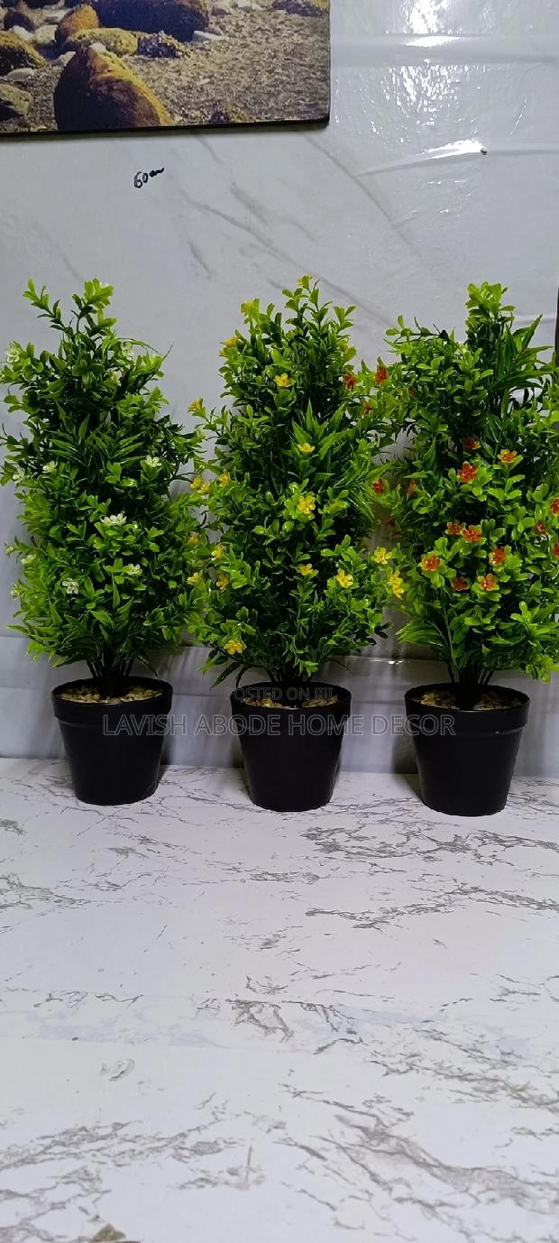 Bonsai Plant Flowers for Decor