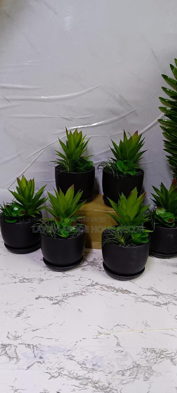 Black Sucuclent Artificial Plant - main view