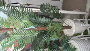 Palm Tree 1.6m With Vase Offer Price