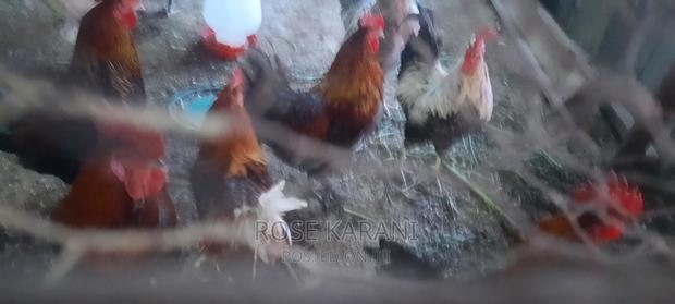 Mature Cocks for Sale
