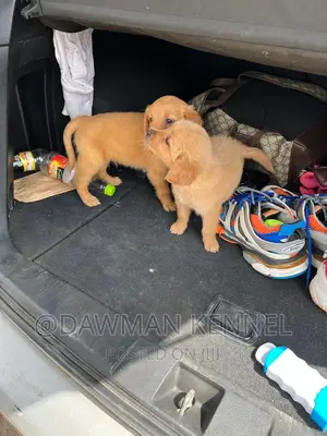 1-3 months Male Purebred Golden Retriever