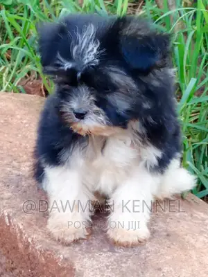 1-3 months Male Purebred Havanese