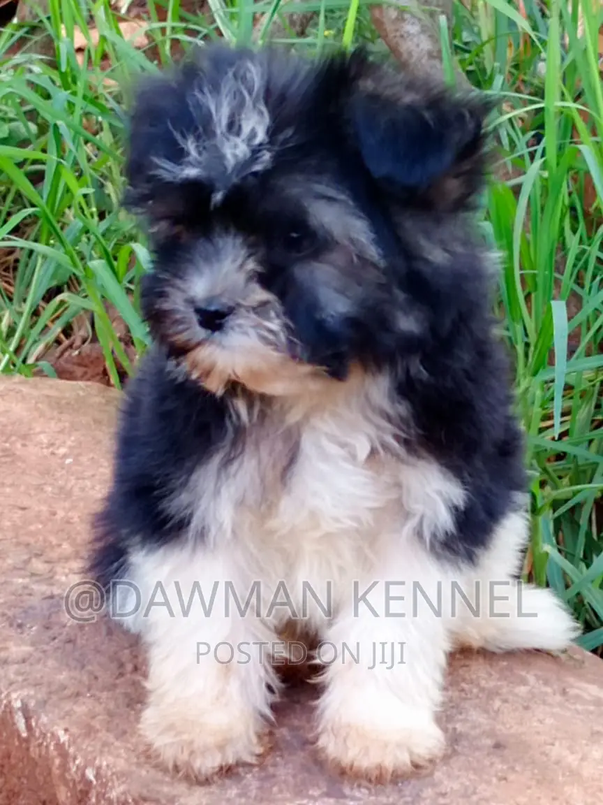 1-3 months Male Purebred Havanese