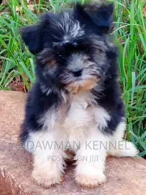 1-3 months Male Purebred Havanese