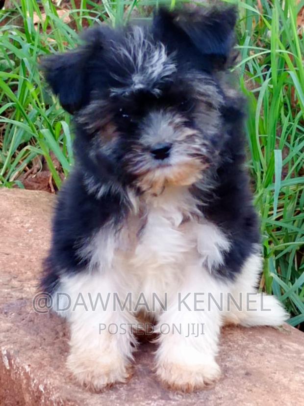 1-3 months Male Purebred Havanese - thumbnail 4