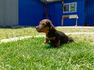 1-3 months Male Purebred Dachshund - thumbnail 2