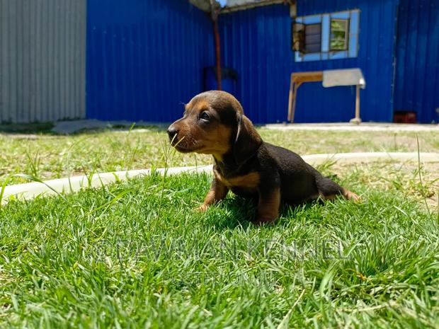 1-3 months Male Purebred Dachshund - main view