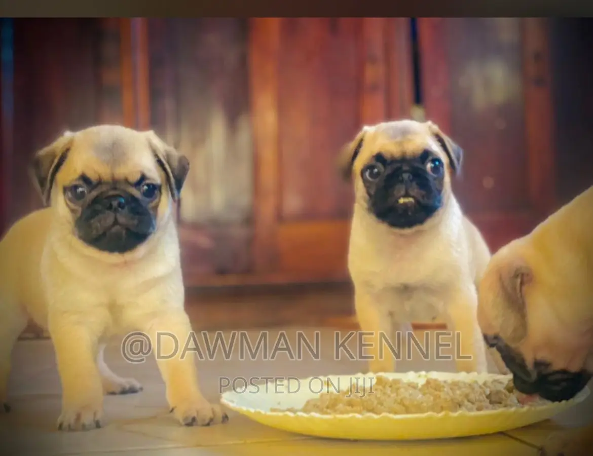 1-3 months Male Purebred Pug