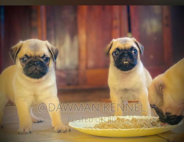 1-3 months Male Purebred Pug