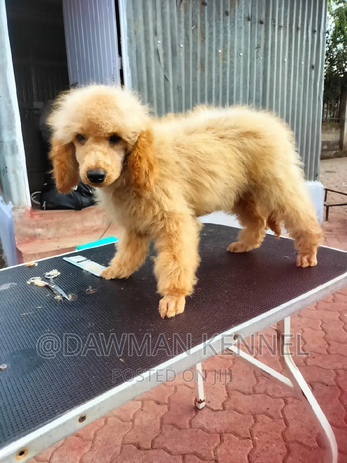 1-3 months Male Purebred Poodle