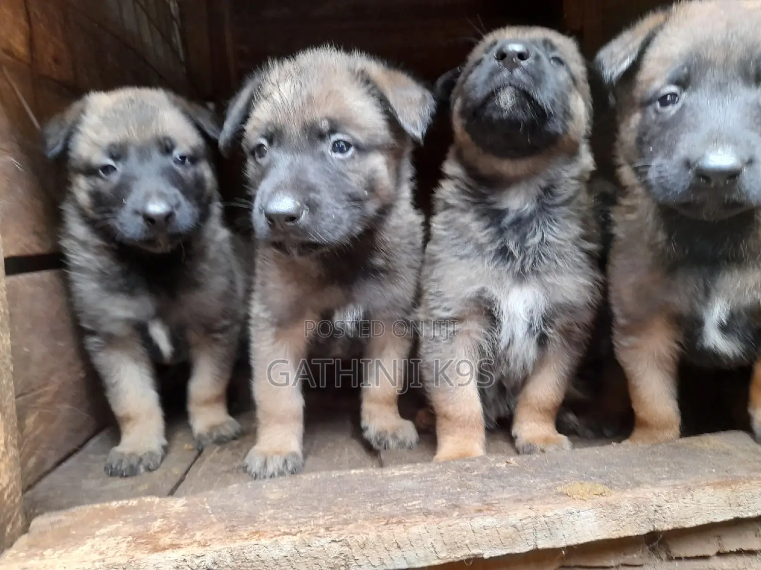 0-1 month Male Purebred Belgian Malinois
