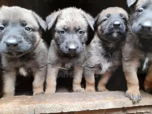 0-1 month Male Purebred Belgian Malinois