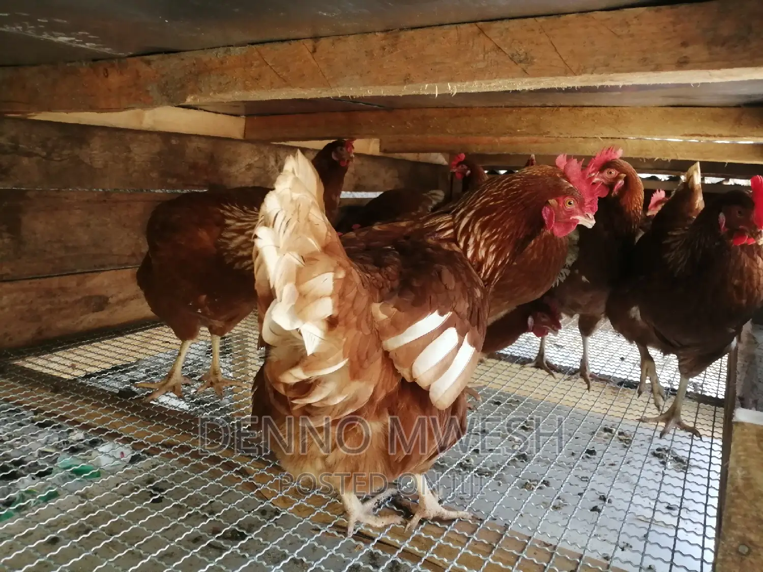Chicken House / Poultry House
