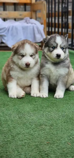 1-3 months Male Purebred Siberian Husky