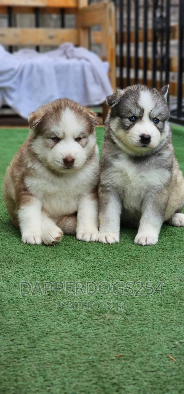 1-3 months Male Purebred Siberian Husky