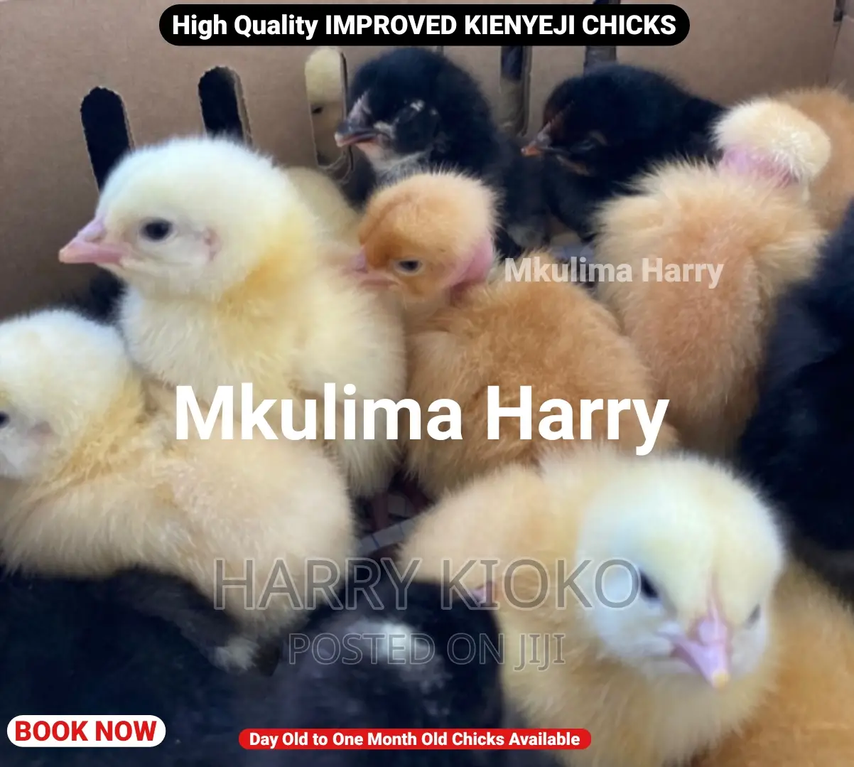 High Quality Improved Kienyeji Chicks
