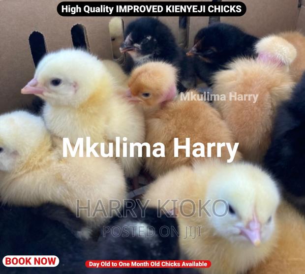 High Quality Improved Kienyeji Chicks
