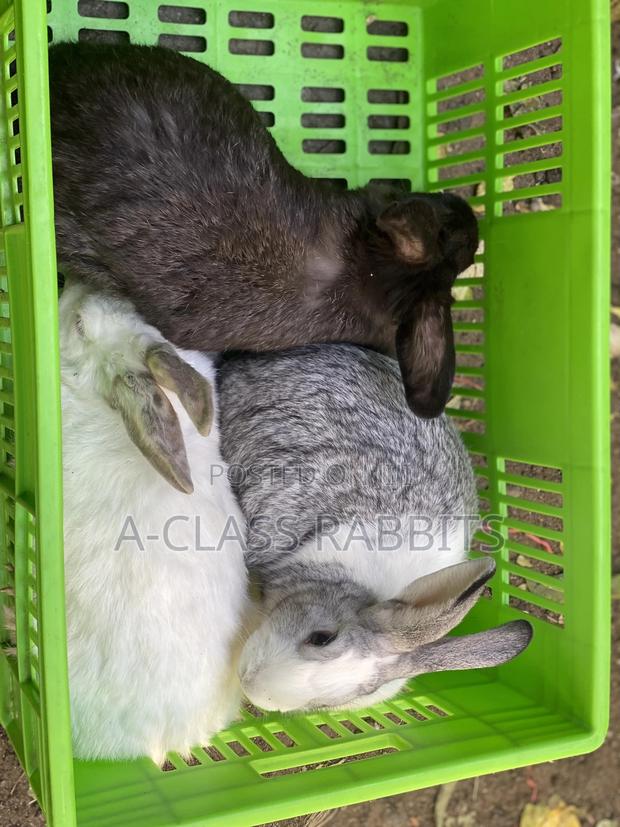 Rabbit Breeders - thumbnail 8