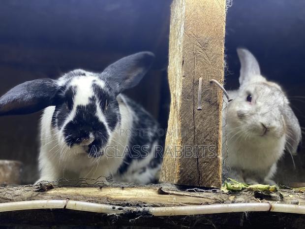 Rabbit Breeders - thumbnail 5