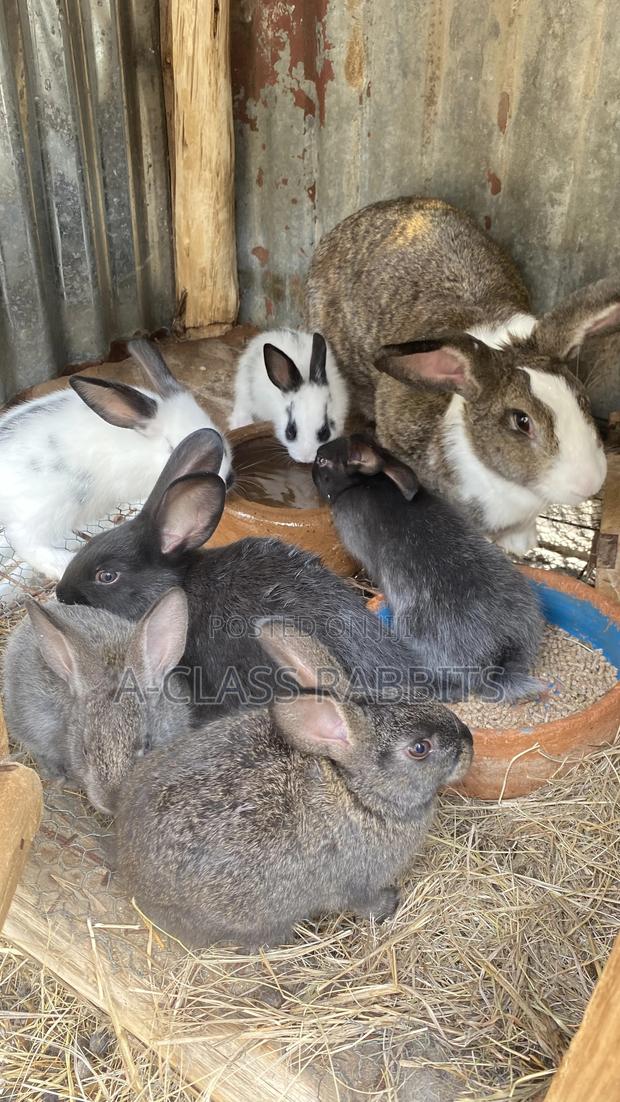 Rabbit Breeders - thumbnail 4