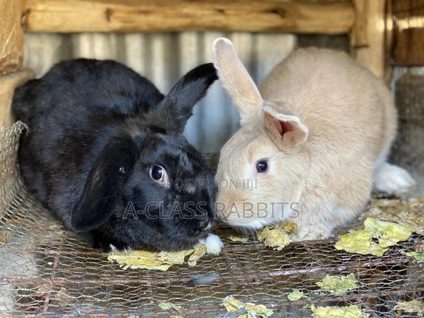 Rabbit Breeders - thumbnail 6