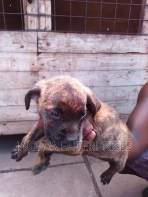 1-3 months Male Purebred Boerboel