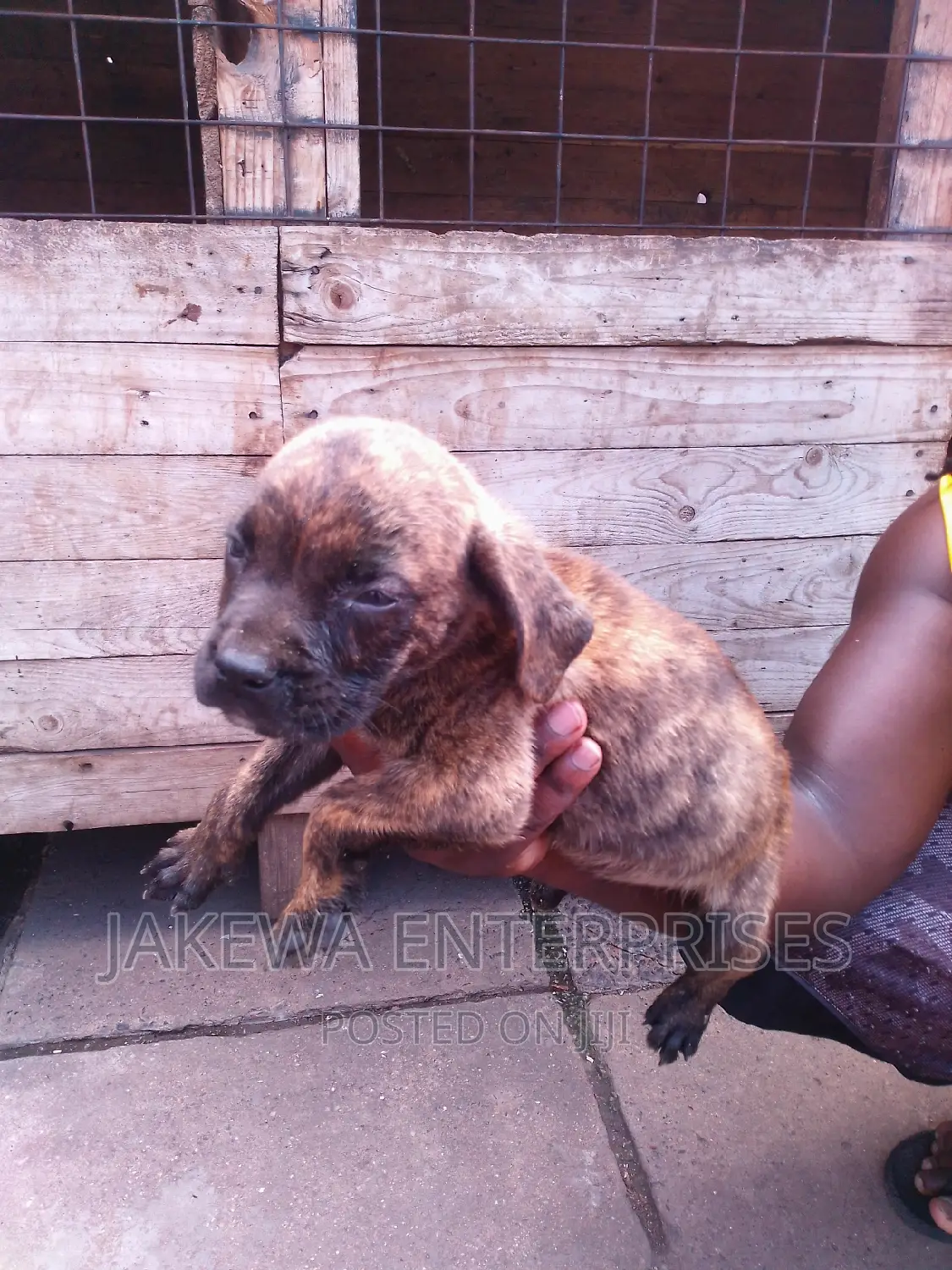 1-3 months Male Purebred Boerboel