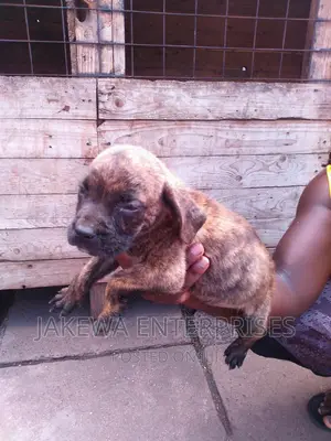 1-3 months Male Purebred Boerboel