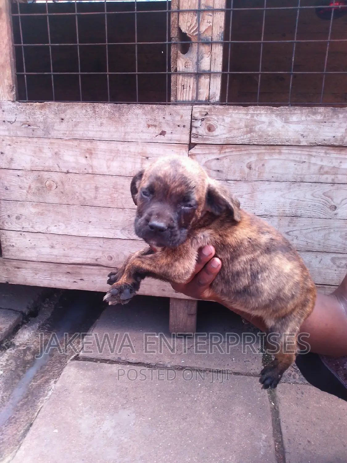 1-3 months Male Purebred Boerboel