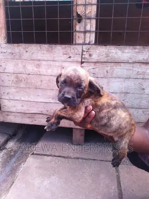 1-3 months Male Purebred Boerboel