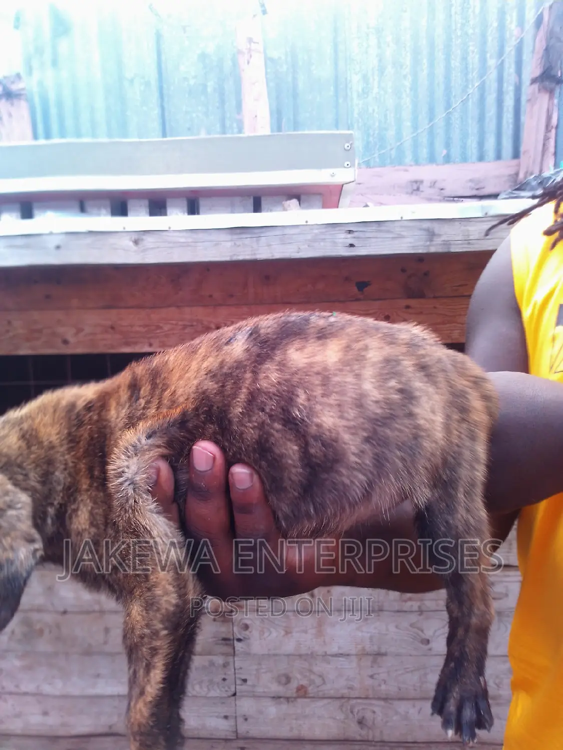 1-3 months Male Purebred Boerboel