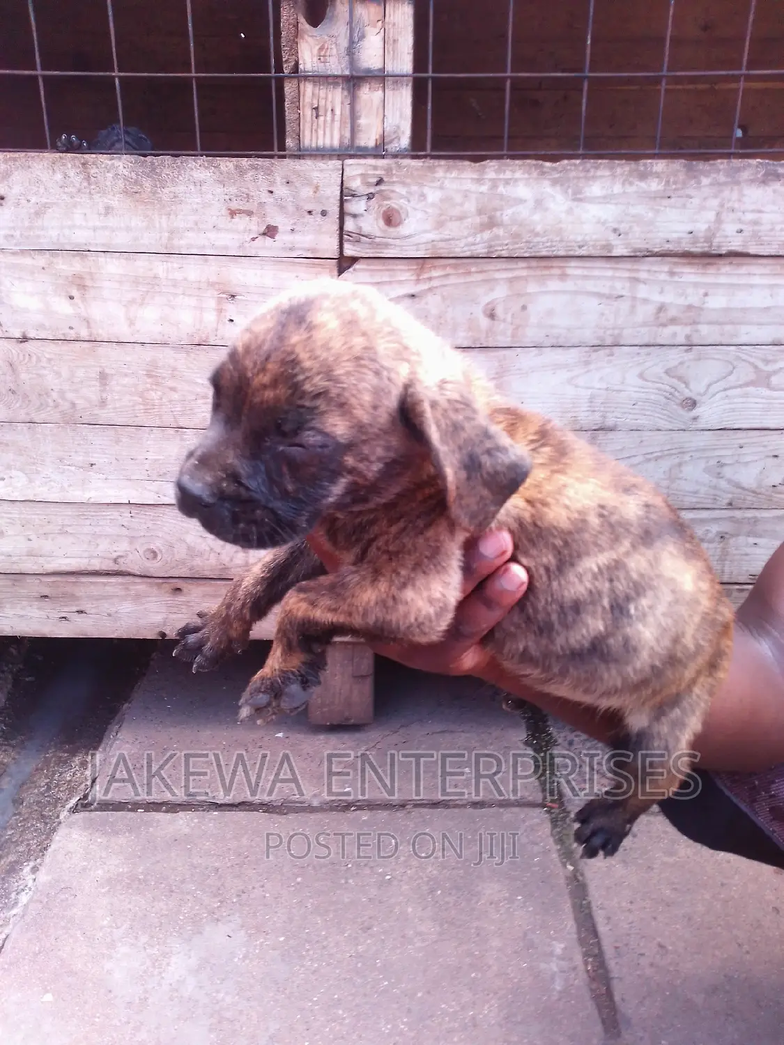 1-3 months Male Purebred Boerboel