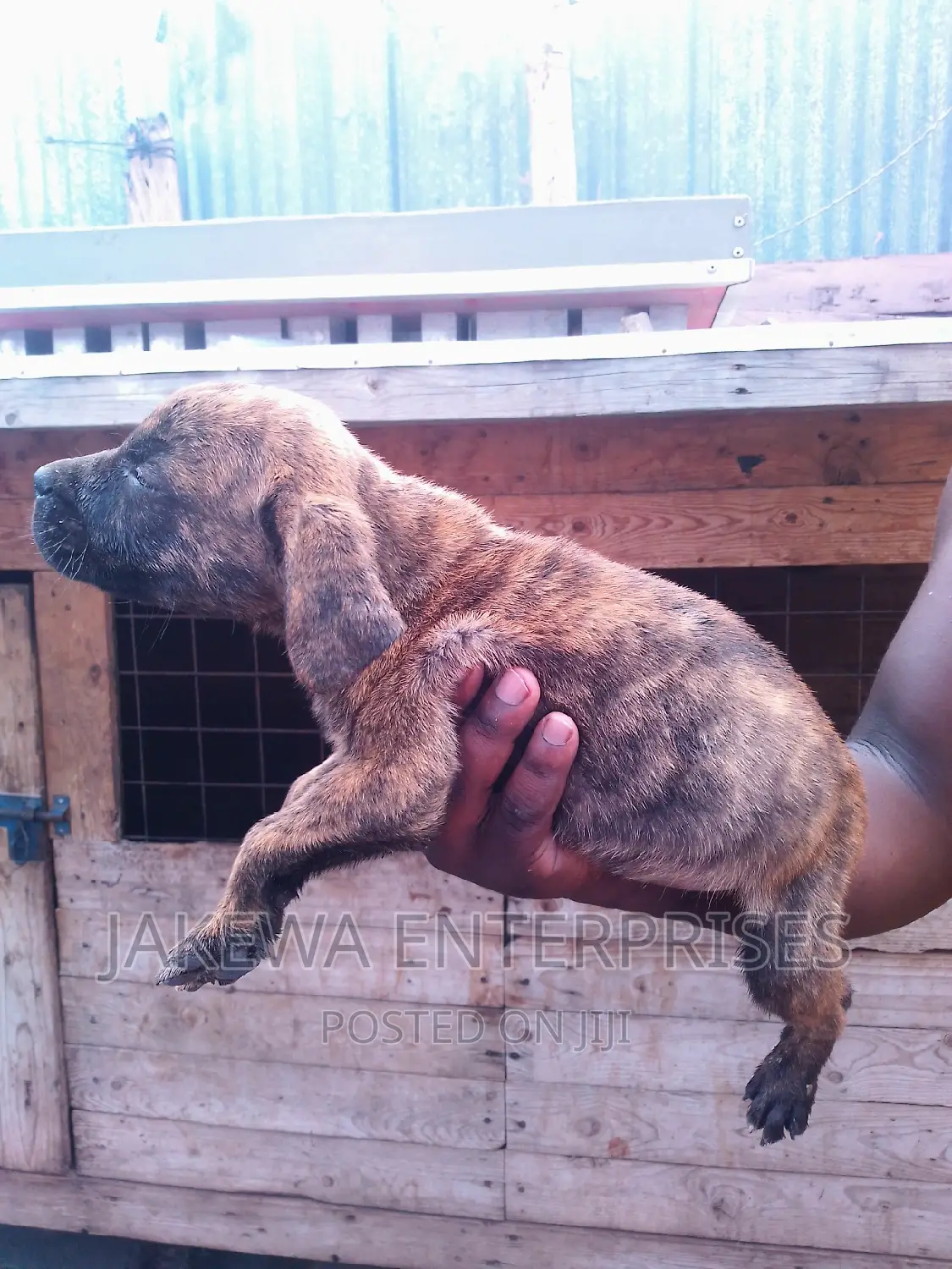 1-3 months Male Purebred Boerboel