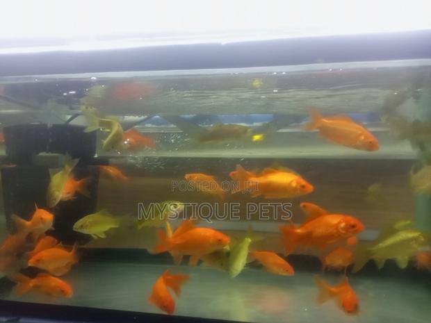 Beautiful Fish - main view