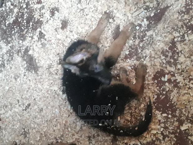 1-3 months Female Purebred German Shepherd - main view