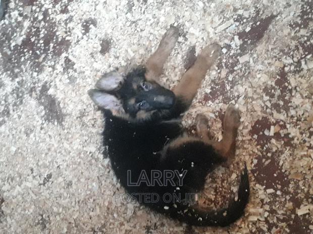 1-3 months Female Purebred German Shepherd - thumbnail 3