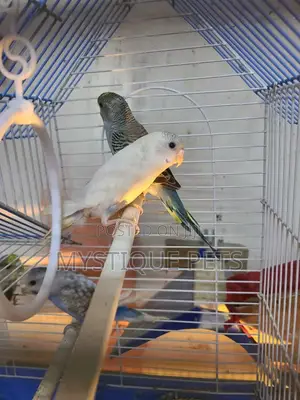 Budgies Young Budgies