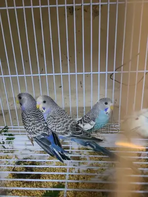 Budgies Young Budgies