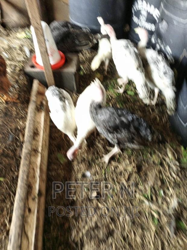 Mature Female Turkey and Eggs Available at 200 - thumbnail 4