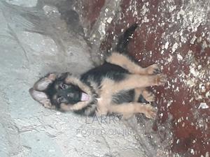 1-3 months Female Purebred German Shepherd - thumbnail 2