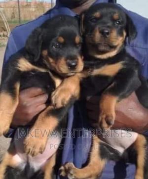 1-3 months Male Purebred Rottweiler - thumbnail 2