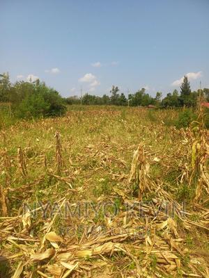 Alego Mur Malanga - thumbnail 2