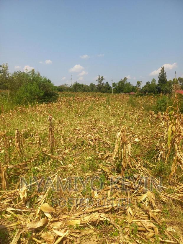 Alego Mur Malanga - main view