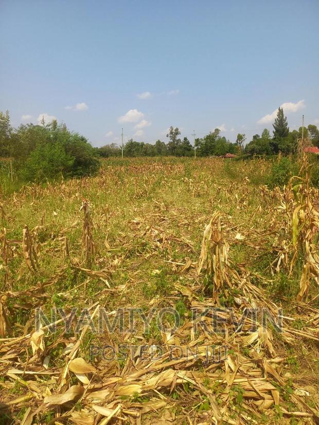 Alego Mur Malanga - thumbnail 3