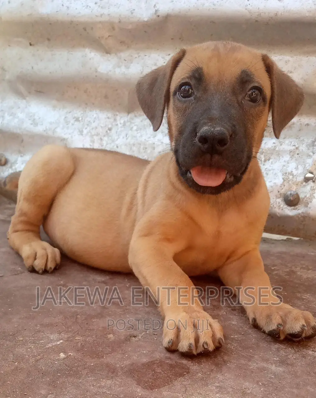3-6 months Female Purebred Boerboel