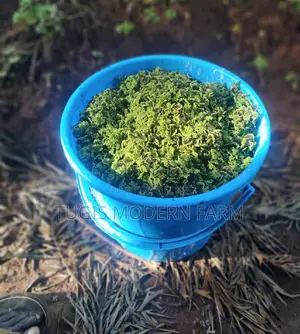Azzola Starter Pack Seedlings With Free PDF Guide