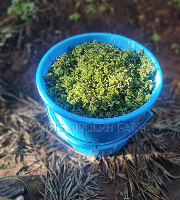 Azzola Starter Pack Seedlings With Free PDF Guide - thumbnail 3