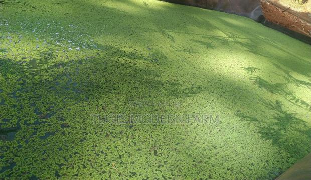 Azzola Starter Pack Seedlings With Free PDF Guide - thumbnail 4