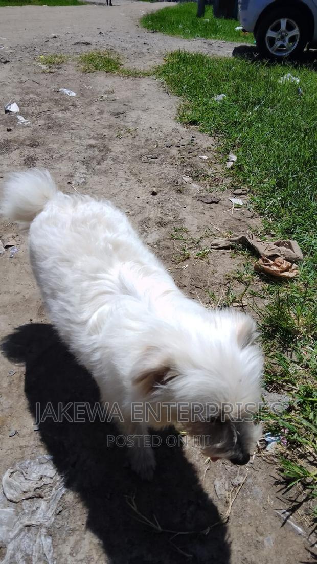6-12 months Female Purebred Maltese - thumbnail 2