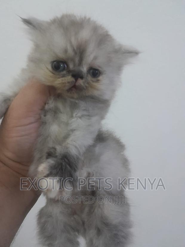 1-3 months Female Purebred Persian - main view
